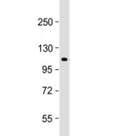 Western blot testing of human 293T/17 cell lysate with ECT2 antibody at 1:1000. Predicted molecular weight: 104 kDa.