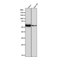 Western blot testing of human samples using the LYN antibody at 1:1000 dilution for 1 hour at room temperature. Predicted molecular weight ~53 kDa (p53lyn), ~56 kDa (p56lyn).
