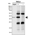 Immunoprecipitation analysis using the NMI antibody at 1:50 dilution (Western blot at 1:1000 dilution). Predicted molecular weight ~35 kDa.