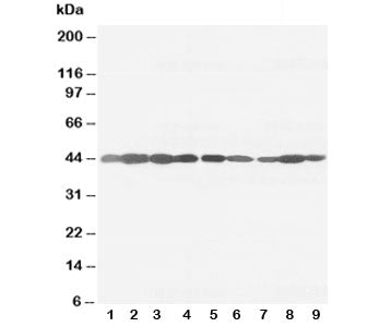 Western blot testing of beta-Actin antibody and rat tissue: ovary (1), testis (2), heart (3), brain (4); and human cell lines, lanes 5: A453; 6: HeLa; 7: SMMC-7721; 8: HT1080; 9: SW620 cell lysate