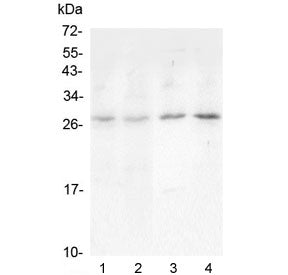 Western blot testing of 1) rat lung, 2) rat spleen, 3) mouse lung and 4) mouse spleen lysate with Oncostatin M antibody at 0.5ug/ml. Expected molecular weight ~28 kDa (precursor), ~24 kDa (pro form), ~28 kDa (glycosylated pro form).