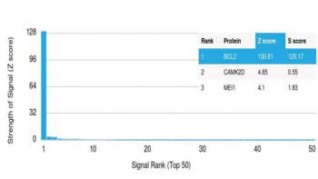 Analysis of HuProt(TM) microarray containing more than 19,000 full-length human proteins using BRCA-1 antibody (clone BRCA1/2973). These results demonstrate the foremost specificity of the BRCA1/2973 mAb. Z- and S- Score: The Z-score represents the strength of a signal that a monoclonal antibody (clone MAb) (in combination with a fluorescently-tagged anti-IgG secondary antibody) produces when binding to a particular protein on the HuProt(TM) array.