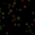 Immunofluorescent staining of FFPE human Jurkat cells with CD3e antibody (green, clone CRIS-7) and Reddot nuclear stain (red).