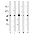 Western blot testing of Beta Catenin antibody at 1:4000: Lane 1) human HEK293, 2) (h) HeLa, 3) monkey COS-7, 4) rat C6 and 5) mouse NIH3T3 cell lysate. Predicted molecular weight ~85 kDa, but routinely observed at 90-95 kDa.