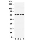 Western blot testing of 1) rat brain, 2) mouse brain, 3) human U87 and 4) human HeLa lysate with NUR77 antibody. Expected/observed molecular weight ~67 kDa.