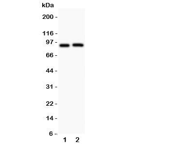 Western blot testing of Kv2.1 antibody and Lane 1: rat brain; 2: mouse brain. Predicted molecular weight ~96 kDa.