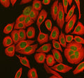 Immunofluorescent staining of using anti-MX1 antibody (green) and anti-Tubulin Alpha antibody (red). MX1 was detected in immunocytochemical section of SiHa cell. Enzyme antigen retrieval was performed using IHC enzyme antigen retrieval reagent for 15 mins. The cells were blocked with 10% goat serum. And then incubated with 5 ug/ml rabbit anti-MX1 antibody and mouse anti-Tubulin Alpha antibody overnight at 4oC. DyLight 488 Conjugated Goat Anti-Rabbit IgG and Cy3 Conjugated Goat Anti-Mouse IgG were used as se