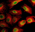 Immunofluorescent staining of SIGLEC15 using anti-SIGLEC15 antibody (green) and anti-Beta Tubulin antibody (red). SIGLEC15 was detected in an immunocytochemical section of cells. Enzyme antigen retrieval was performed using IHC enzyme antigen retrieval reagent for 15 mins. The cells were blocked with 10% goat serum. And then incubated with 5 ug/ml rabbit anti-SIGLEC15 antibody and mouse anti-Beta Tubulin antibody overnight at 4oC.