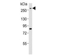Western blot testing of mouse NIH 3T3 cell lysate with Med12 antibody. Predicted molecular weight ~245 kDa.