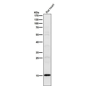 Rat heart tissue lysate tested with the Histone H2B (acetyl K16) antibody at 1:1000 dilution for 1 hour at room temperature. Predicted molecular weight ~15 kDa.