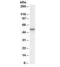 Western blot testing of lung lysate with Vitamin D-binding protein antibody at 0.03ug/ml. Predicted molecular weight: ~53kDa.