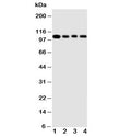 Western blot testing of HSP105 antibody and Lane 1: rat ovary ; 2: A549 cell lysate; 3: U87 cell lysate; 4: HeLa cell lysate. Expected molecular weight: 105-110 kDa.