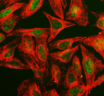 Immunofluorescent staining of PPIH using anti-PPIH antibody (green) and anti-Beta Tubulin antibody (red). PPIH was detected in an immunocytochemical section of U2OS cells. Enzyme antigen retrieval was performed using IHC enzyme antigen retrieval reagent for 15 mins. The cells were blocked with 10% goat serum. And then incubated with 5 ug/ml rabbit anti-PPIH antibody and mouse anti-Beta Tubulin antibody overnight at 4oC.