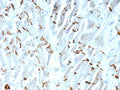 IHC staining of FFPE human heart tissue with Cadherin 2 antibody (clone CDH2/9490). HIER: boil tissue sections in pH 9 10mM Tris with 1mM EDTA for 20 min and allow to cool before testing.