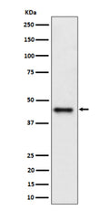 Western blot analysis of DAZAP1 expression in human Jurkat cell lysate using DAZAP1 antibody. Predicted molecular weight ~43 kDa.