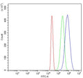 Flow cytometry testing of human HL60 cells with E2F3 antibody at 1ug/million cells (blocked with goat sera); Red=cells alone, Green=isotype control, Blue= E2F3 antibody.
