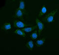 Immunofluorescent staining of LSM14A using anti-LSM14A antibody (green). LSM14A was detected in an immunocytochemical section of HELA cells. Enzyme antigen retrieval was performed using IHC enzyme antigen retrieval reagent for 15 mins. The cells were blocked with 10% goat serum. And then incubated with 5 ug/ml rabbit anti-LSM14A antibody overnight at 4oC. DyLight 488 Conjugated Goat Anti-Rabbit IgG was used as secondary antibody at 1:500 dilution and incubated for 30 min at 37oC.
