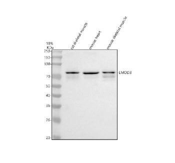 Western blot analysis of LMOD3 using anti-LMOD3 antibody. Lane 1: rat skeletal muscle tissue lysates, Lane 2: mouse heart tissue lysates, Lane 3: mouse skeletal muscle tissue lysates. After electrophoresis, proteins were transferred to a nitrocellulose membrane at 150 mA for 50-90 min. Blocked the membrane with 5% non-fat milk/TBS for 1.5 hour at RT.