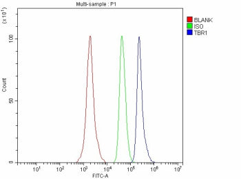 Flow Cytometry analysis of SH-SY5Y cells using anti-TBR1 antibody. Overlay histogram showing SH-SY5Y cells stained with (Blue line). To facilitate intracellular staining, cells were fixed with 4% paraformaldehyde and permeabilized with permeabilization buffer. The cells were blocked with 10% normal goat serum. And then incubated with rabbit anti-TBR1 antibody (1 ug/million cells) for 30 min at 20oC.