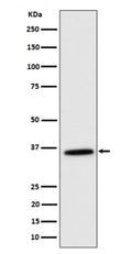 Western blot analysis of MDH2 expression in K562 cell lysate using MDH2 antibody. Predicted molecular weight ~36 kDa.