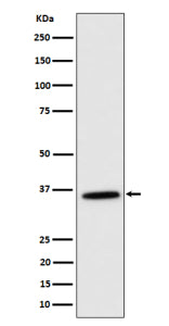 Western blot analysis of MDH2 expression in K562 cell lysate using MDH2 antibody. Predicted molecular weight ~36 kDa.
