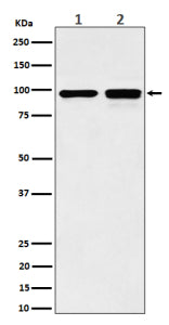 Western blot analysis of MCM6 expression in (1) human MCF7 cell lysate; (2) mouse NIH 3T3 cell lysate using MCM6 antibody. Expected molecular weight: 92-105 kDa.