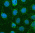 Immunofluorescent staining of ABCG5 using anti-ABCG5 antibody (green). ABCG5 was detected in an immunocytochemical section of CACO-2 cells. Enzyme antigen retrieval was performed using IHC enzyme antigen retrieval reagent for 15 mins. The cells were blocked with 10% goat serum. And then incubated with 5 ug/ml rabbit anti-ABCG5 antibody overnight at 4oC. DyLight 488 Conjugated Goat Anti-Rabbit IgG was used as secondary antibody at 1:500 dilution and incubated for 30 min at 37oC.
