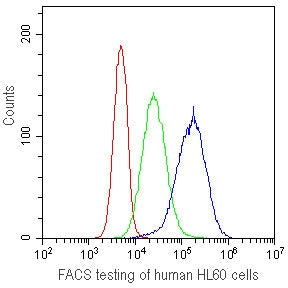 FACS testing of human HL60 cells with CD41 antibody at 1ug/10^6 cells. CD41 antibody (blue), isotype control (green), cells alone (red).