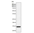 Western blot testing of human HEK293 cell lysate with HINT1 antibody. Expected molecular weight ~14 kDa.