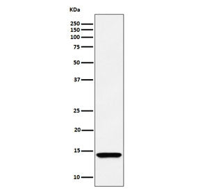 Western blot testing of human HEK293 cell lysate with HINT1 antibody. Expected molecular weight ~14 kDa.