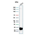 Western blot testing of human 293T cell lysate with BIRC5 antibody (clone BIRC5/9071). Predicted molecular weight ~16 kDa.