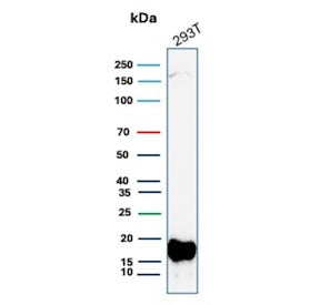 Western blot testing of human 293T cell lysate with BIRC5 antibody (clone BIRC5/9071). Predicted molecular weight ~16 kDa.