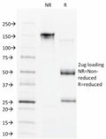 SDS-PAGE analysis of purified, BSA-free CDX1 antibody (clone CDX1/1650) as confirmation of integrity and purity.