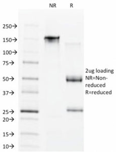 SDS-PAGE analysis of purified, BSA-free CDX1 antibody (clone CDX1/1650) as confirmation of integrity and purity.