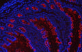 Immunofluorescent staining of FFPE rat intestinal tissue with Tff3 antibody (red) and DAPI nuclear stain (blue). HIER: steam section in pH6 citrate buffer for 20 min.
