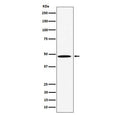 Western blot testing of human HeLa cell lysate with P4HTM antibody. Predicted molecular weight: 47-63 kDa (three isoforms).
