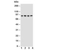 Western blot testing of NRG2 antibody and Lane 1: rat liver; 2: human COLO320; 3: SMMC-7721; 4: SW620 cell lysate. Predicted size: ~90KD