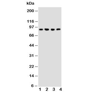 Western blot testing of NRG2 antibody and Lane 1: rat liver; 2: human COLO320; 3: SMMC-7721; 4: SW620 cell lysate. Predicted size: ~90KD