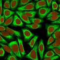 Immunofluorescent staining of human HeLa cells with CK18 antibody (clone KRT18/836, green) and Reddot nuclear stain (red).