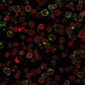 Immunofluorescent staining of human Jurkat cells with CD28 antibody (green, clone 204.12) and Reddot nuclear stain (red).