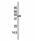 Western blot analysis of MAPK11 antibody and mouse heart tissue lysate