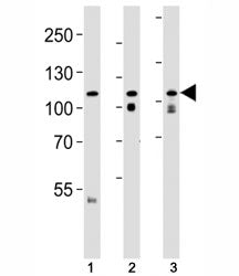 Western blot analysis of lysate from (1) HeLa cell line, (2) mouse brain and (3) rat brain tissue lysate using OPA1 antibody at 1:1000.