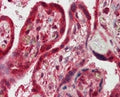 IHC testing of FFPE human placenta with FAPP2 antibody at 2.5ug/ml. HIER: steamed with pH6 citrate buffer, AP-staining.