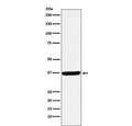 Western blot testing with DDAH1 antibody. Expected molecular weight: 31-38 kDa.