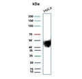 Western blot testing of human HeLa cell lysate with recombinant CD147 antibody (clone BSG/9290R). Expected molecular weight: 27-66 kDa depending on level of glycosylation.
