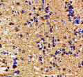 IHC staining of FFPE zebrafish brain tissue with Zebrafish Mat2a antibody. HIER: boil tissue sections in pH8 EDTA for 20 min and allow to cool before testing.