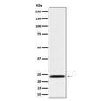 Western blot testing of human HEK293 cell lysate with ARFRP1 antibody. Predicted molecular weight ~23 kDa.