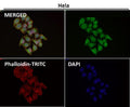 Immunofluorescent analysis using the HOXC6 antibody (green) at 1:50 dilution.