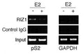 ChIP analysis: soluble chromatin was prepared from MCF7 cells treated/untreated with E2 for 45 min. Immunoprecipitation was performed with RIZ1 antibody. DNA extractions amplified using primer sets that cover the pS2 gene promoter region or the GAPDH gene promoter.