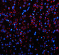 Immunofluorescent staining of OPN3 using anti-OPN3 antibody. OPN3 was detected in a paraffin-embedded section of mouse brain tissue. Heat mediated antigen retrieval was performed in EDTA buffer (pH 8.0, epitope retrieval solution). The tissue section was blocked with 10% goat serum. The tissue section was then incubated with 5 ug/ml rabbit anti-OPN3 antibody overnight at 4oC. Cy3 Conjugated Goat Anti-Rabbit IgG was used as secondary antibody at 1:500 dilution and incubated for 30 min at 37oC.